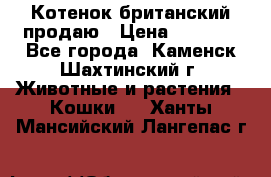 Котенок британский продаю › Цена ­ 3 000 - Все города, Каменск-Шахтинский г. Животные и растения » Кошки   . Ханты-Мансийский,Лангепас г.